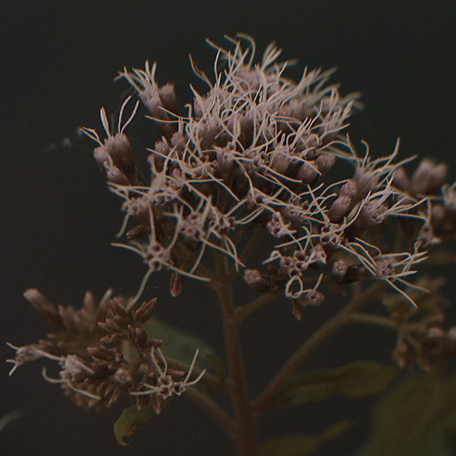 ROSEMARY & GARLIC met 'BLUE BOY'