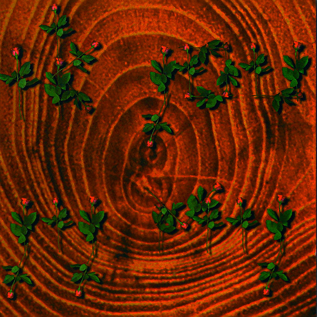 VAN DIK HOUT&nbsp;met&nbsp;'STILTE VALT ZO HARD'